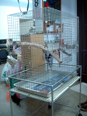 國王的新家1