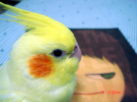 大眼與小眼