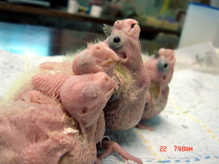 玄鳳肉球