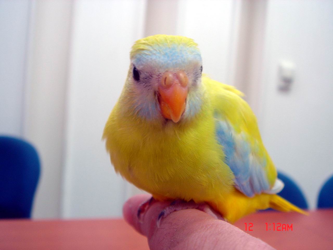 21幼鳥