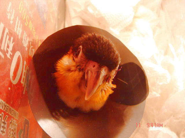 新來的凱克~~