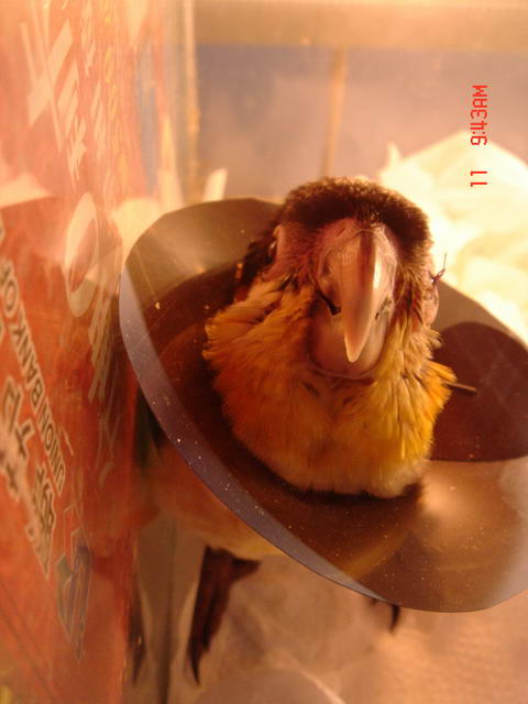我今天取名字了