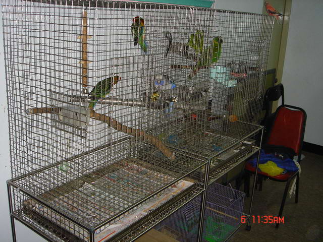 自製鳥籠區