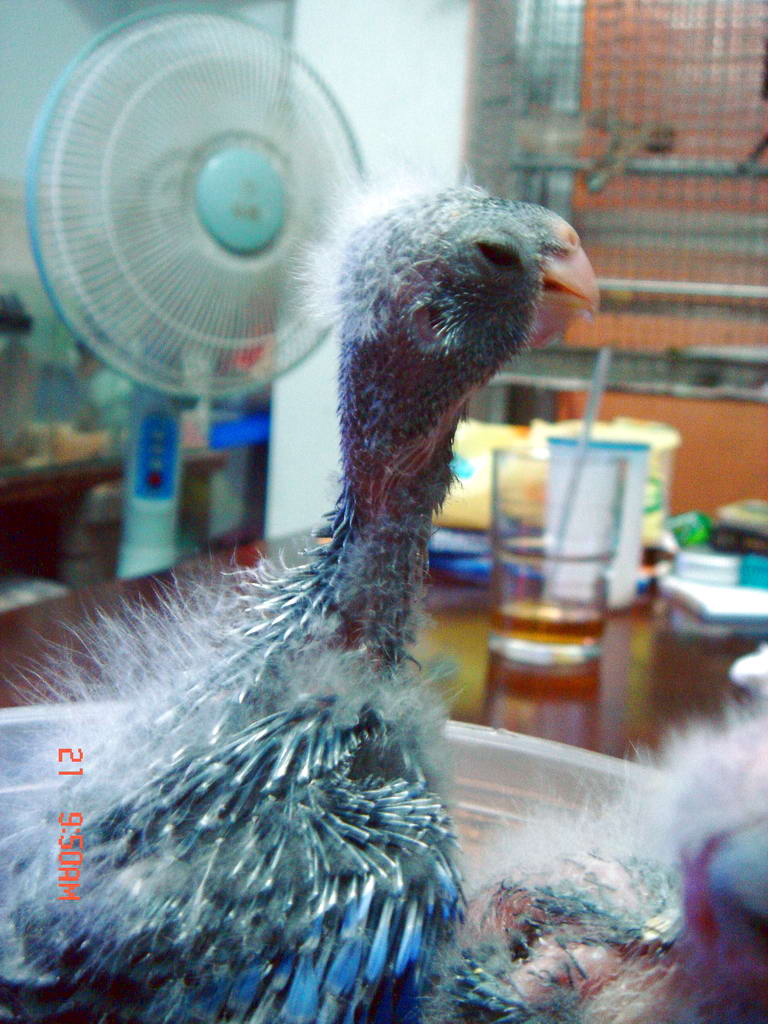 超級長頸鳥!!!
