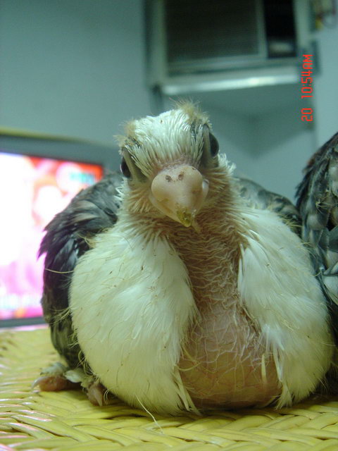 你在看我嘛???