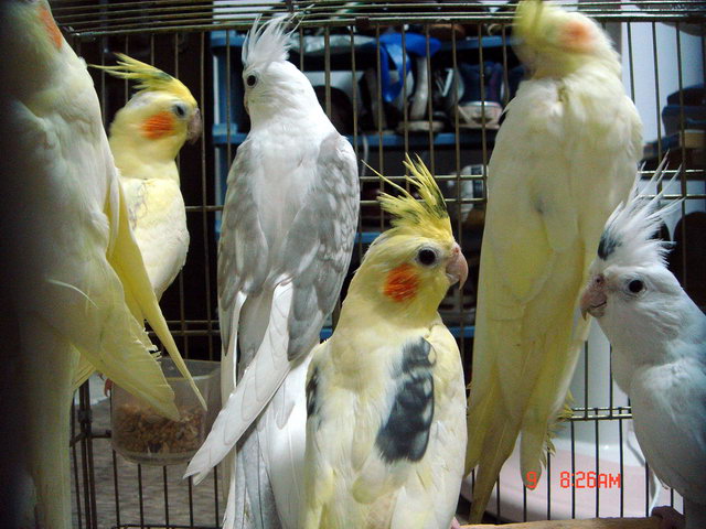 次愛的玄鳳...