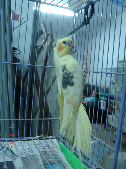 紅臉公鳥