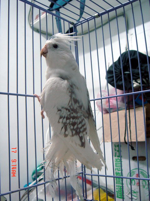 白臉母鳥