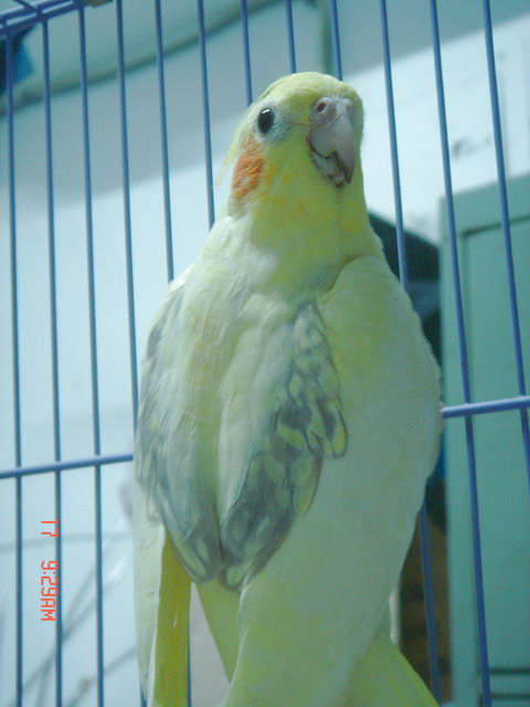紅臉母鳥