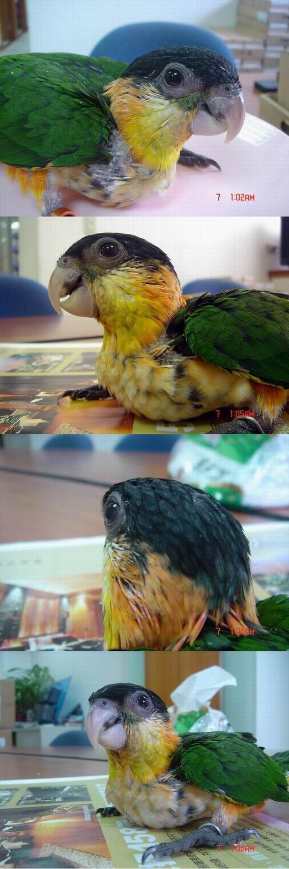 阿發長大啦...