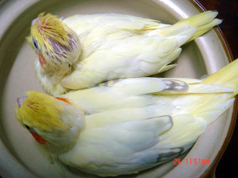 "薑母玄鳳"上桌