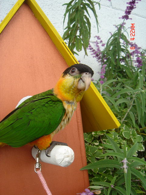 歐式鳥屋..