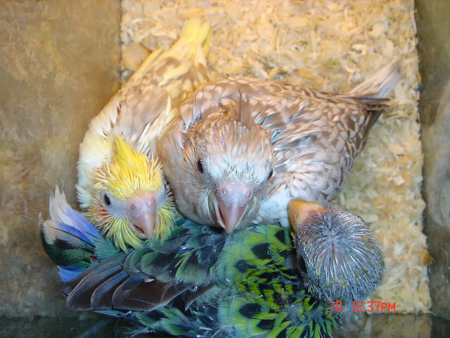 三隻很會吃的幼鳥...