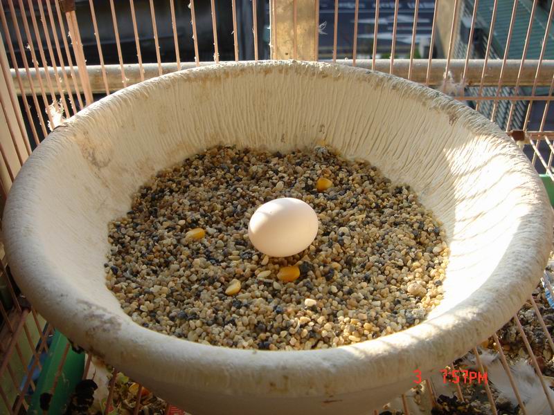 家裡最大的鳥蛋