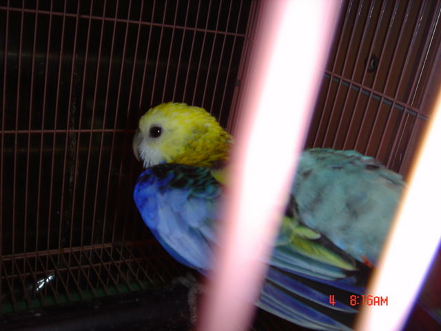 發情中的阿舞...