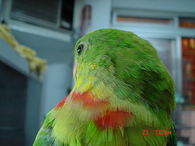 澳洲大花臉