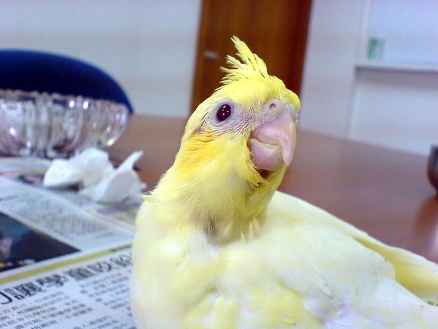 新來的小玄鳳