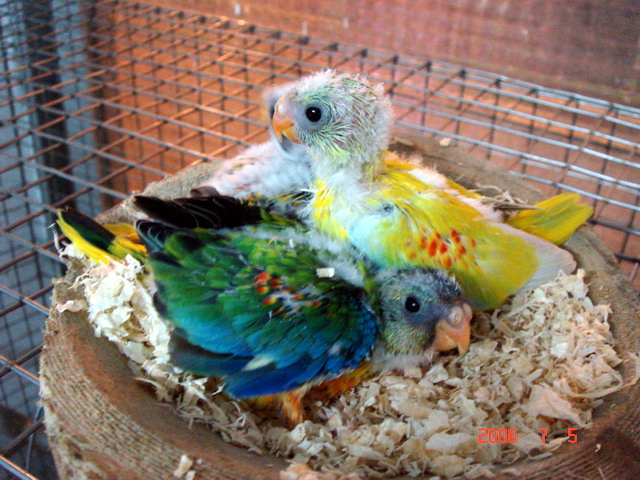 桔梗幼鳥...