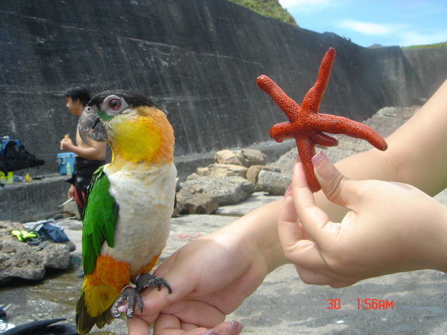 阿發與海星