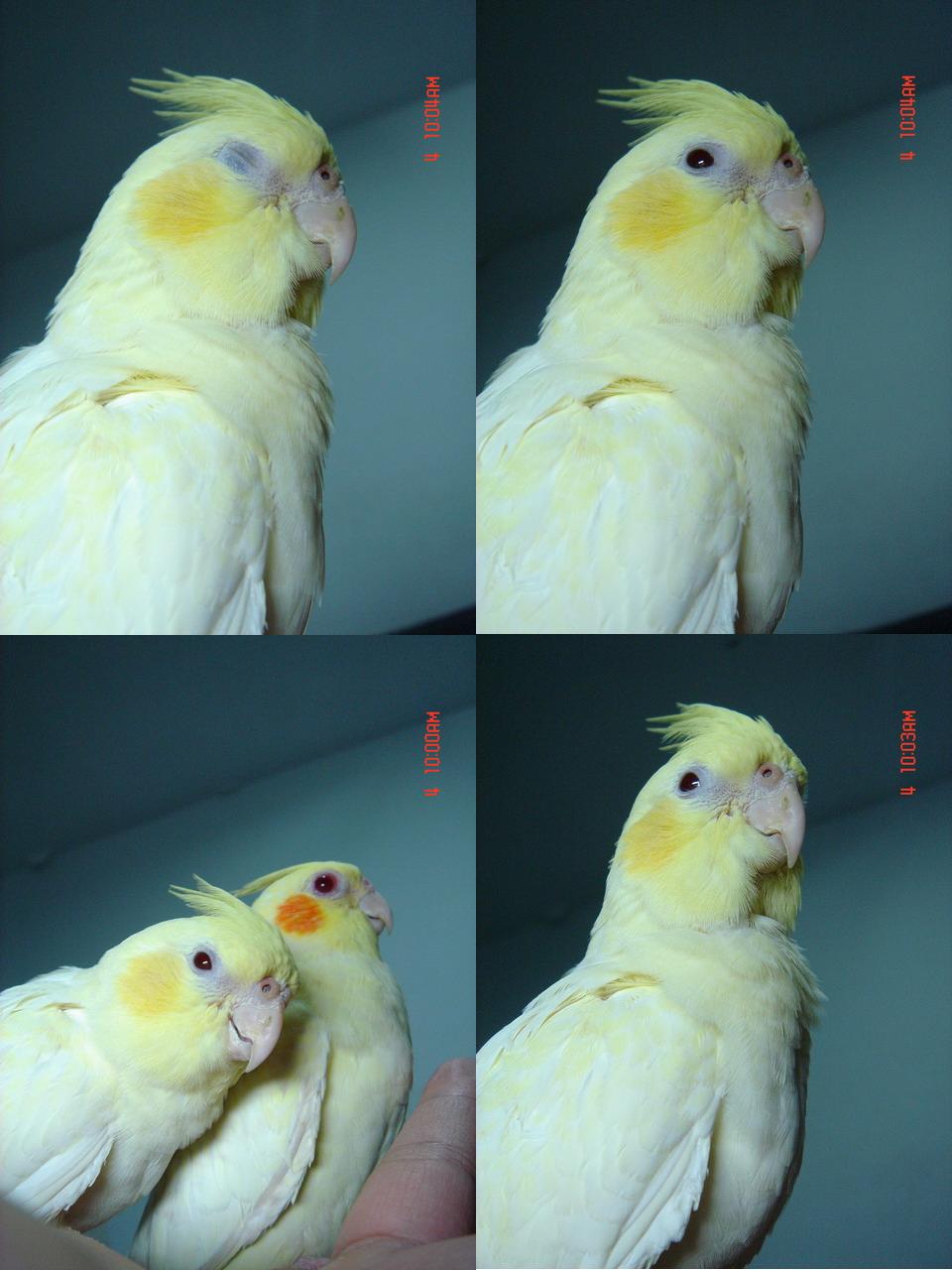 玄鳳小P