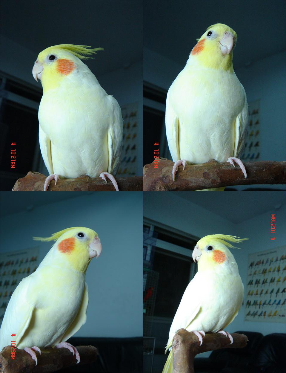 玄鳳小一