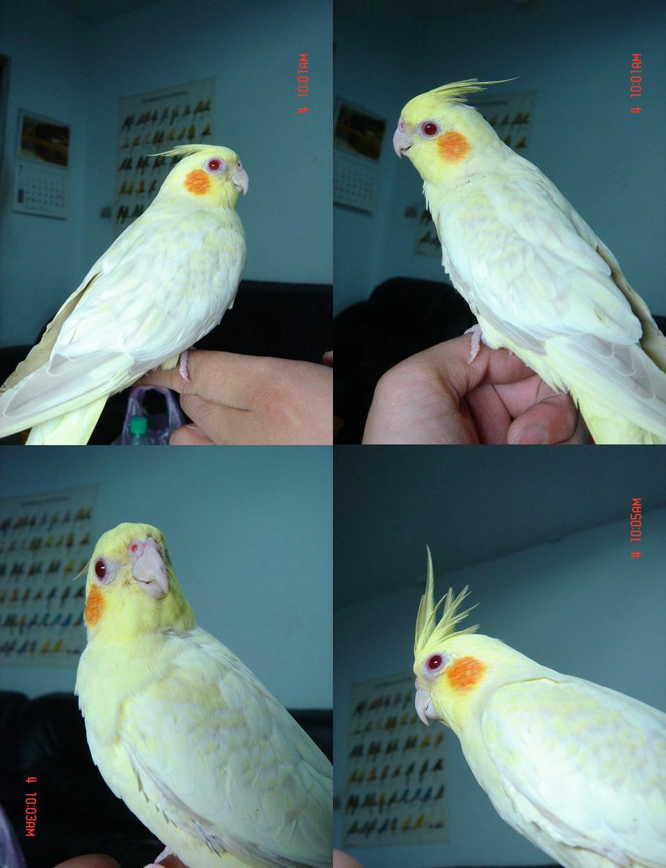 玄鳳阿福