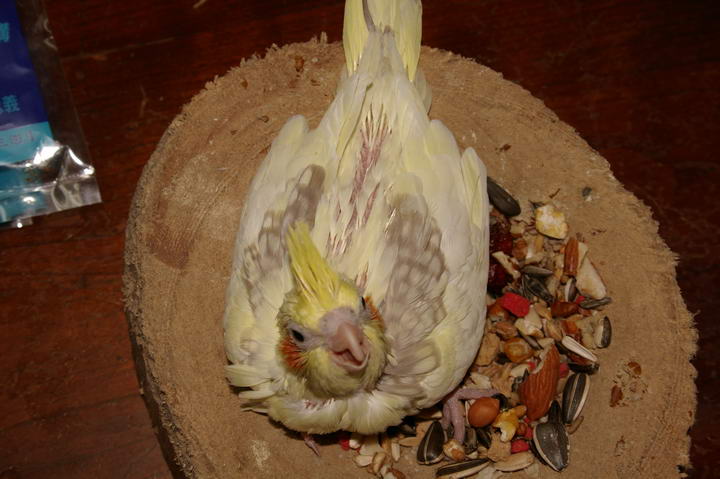 超v玄鳳