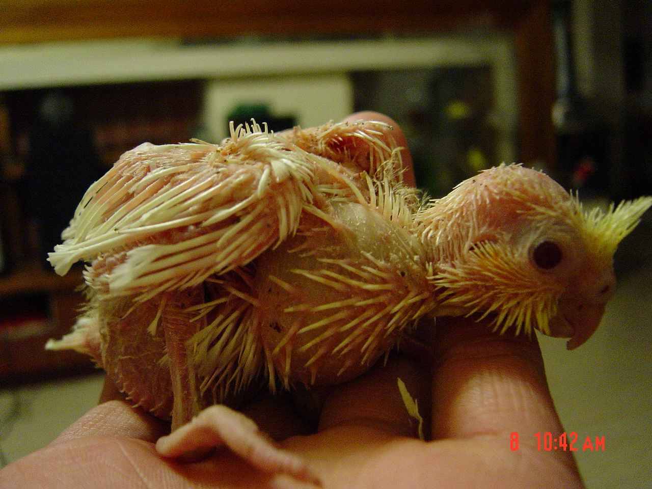 又新來一隻鳥摟