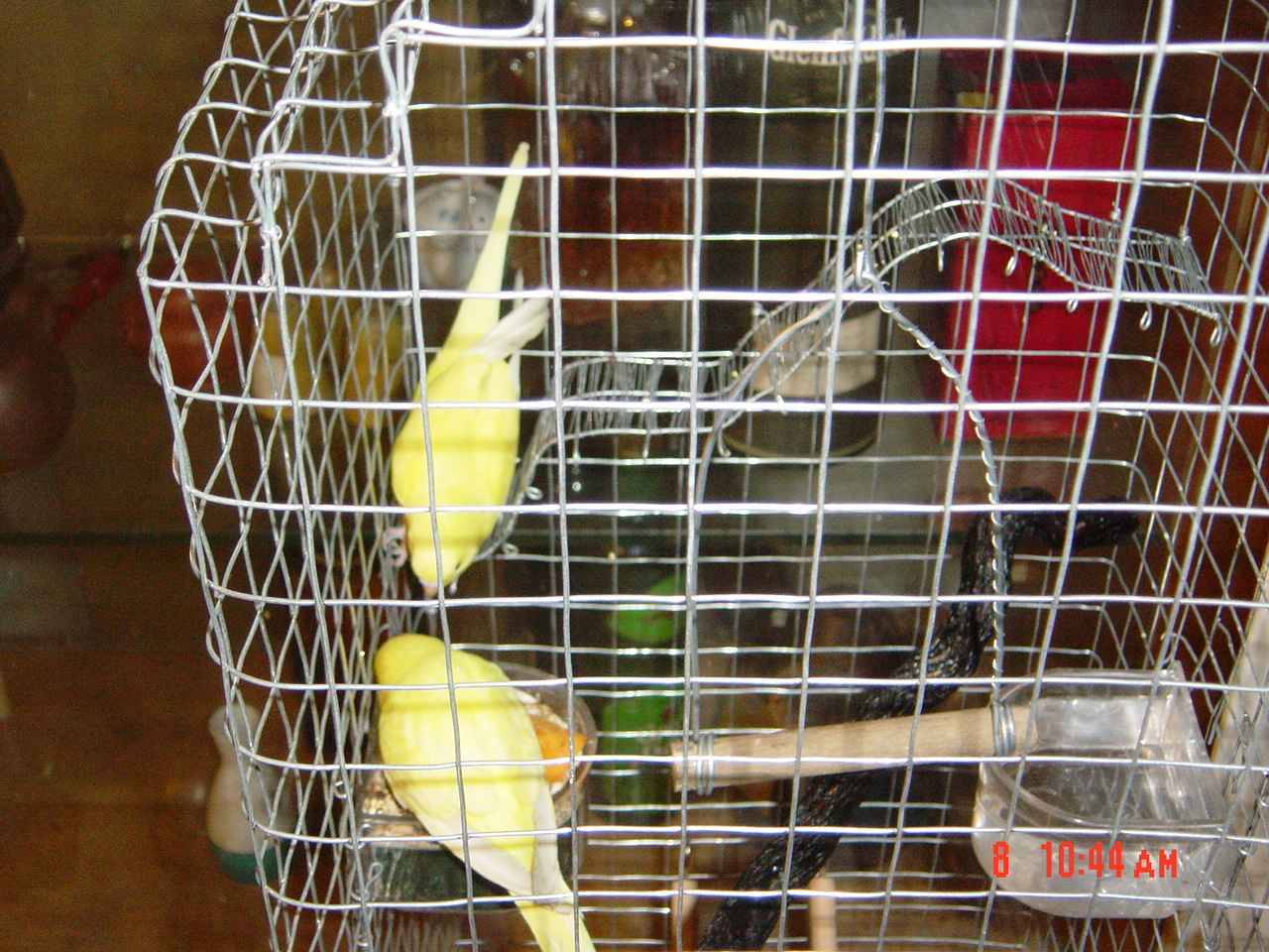 鳥籠一角