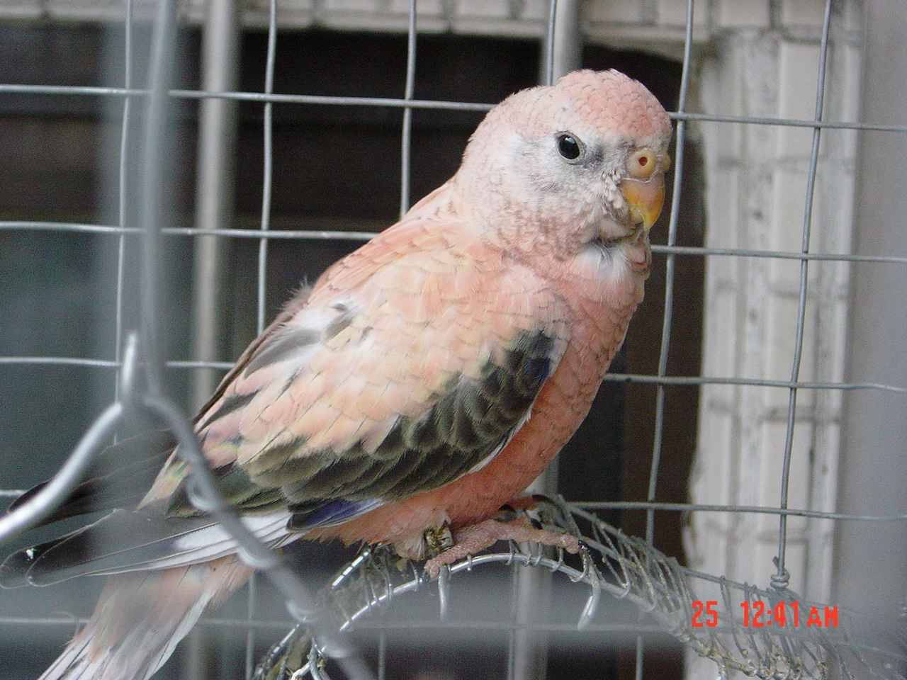 我是阿pink