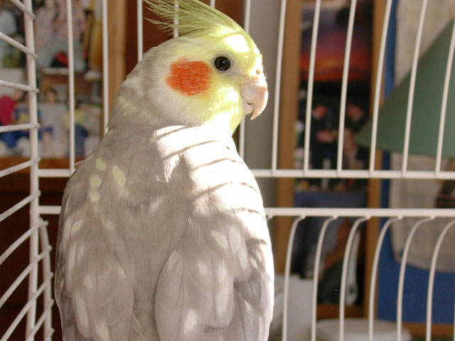 Budin-2004