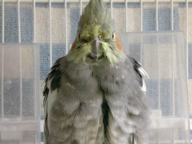 多多龍來了