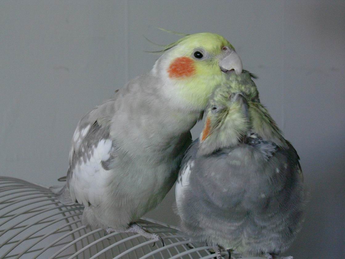 要輕輕抓喔