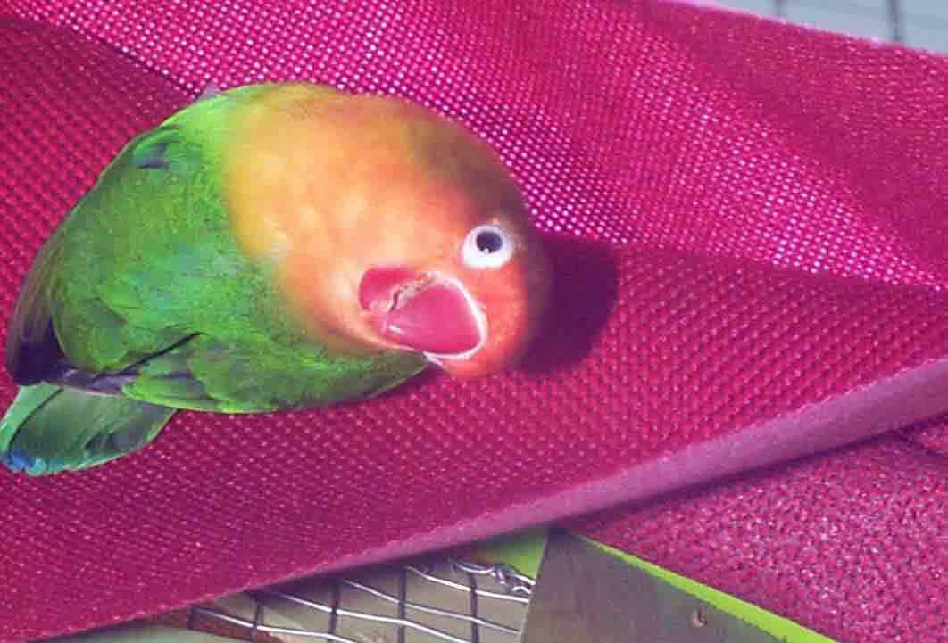 看啥？