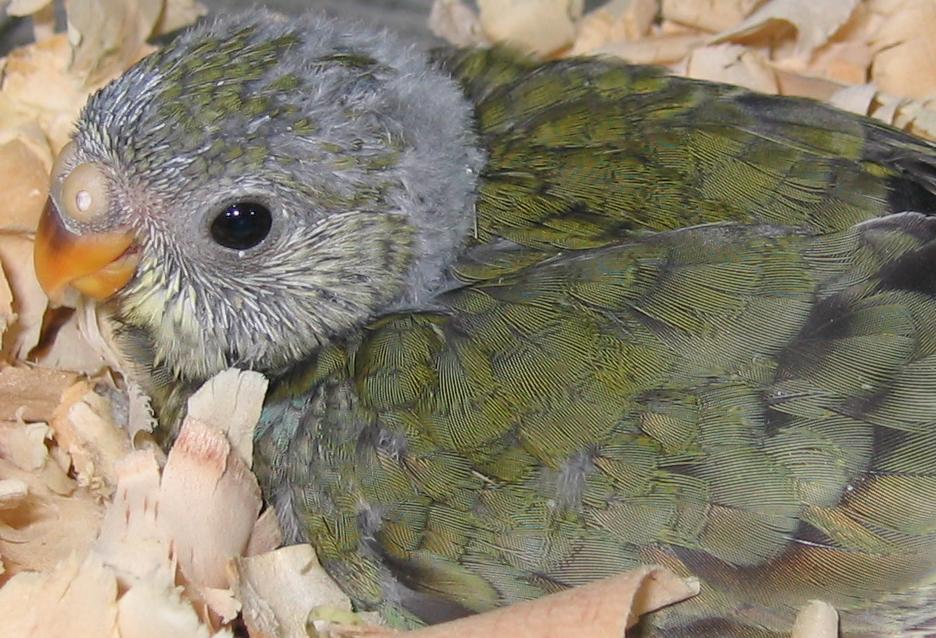 美聲幼鳥