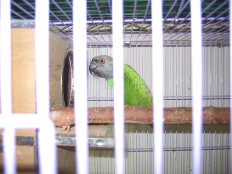 賽內加爾親鳥照