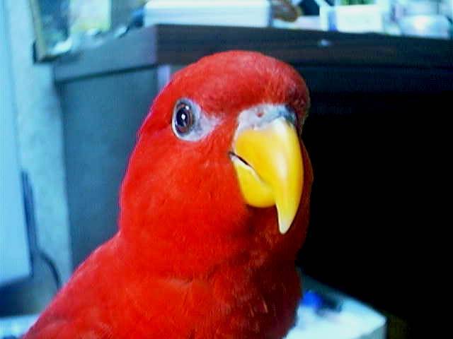 我叫Amy