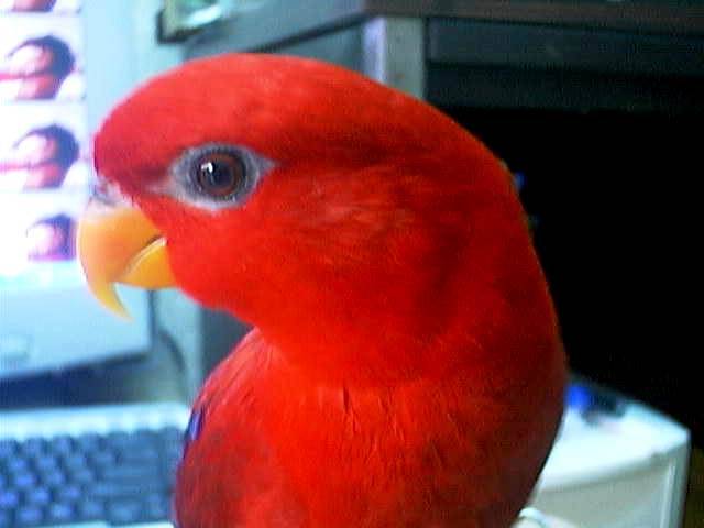 明眸~~