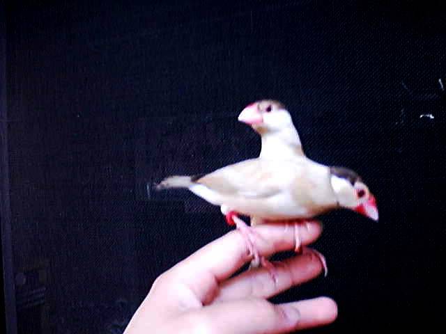 阿比與阿妹