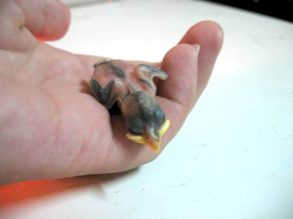 麻雀幼鳥