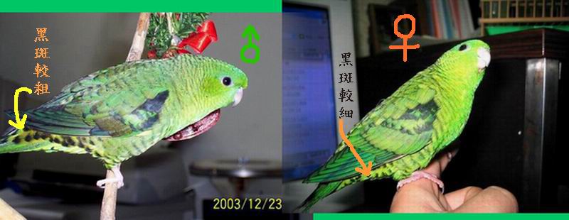 橫班公母圖