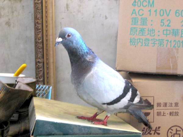迷途鴿子