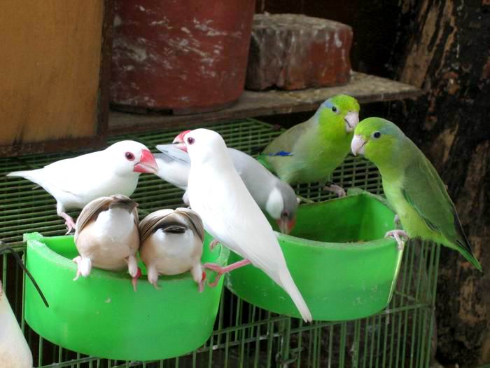 鳥群~~
