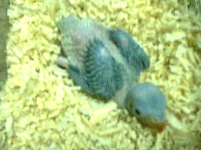 月輪雛鳥