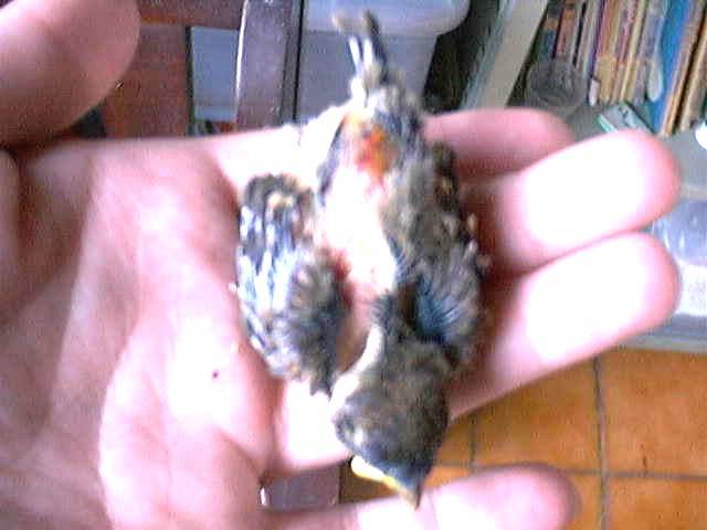 遭遺棄的麻雀