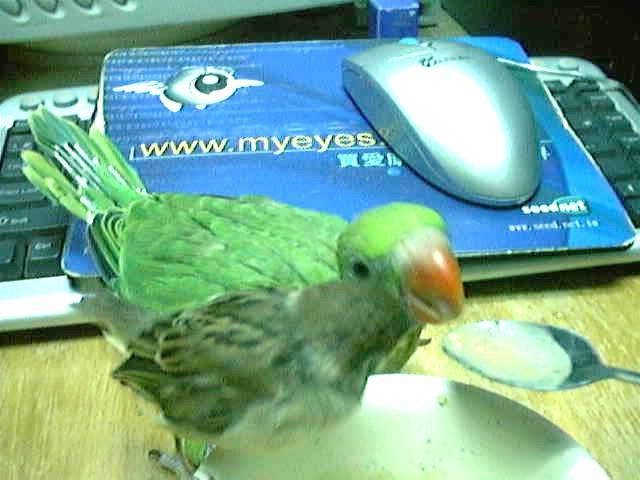 搶食圖