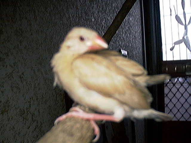 紅文幼鳥