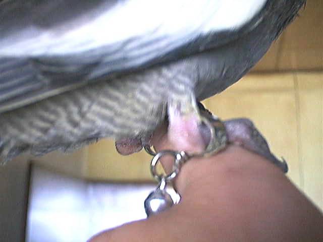 腳環