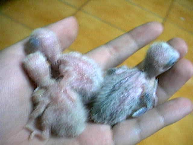小鸚三兄弟