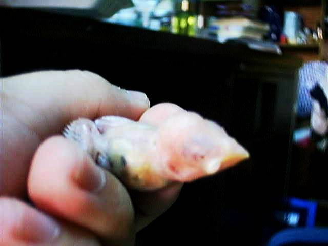 紅文幼鳥